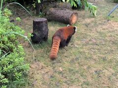 -成都动物园