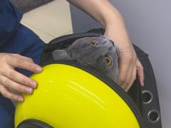 -瑞派动物医院·猫专科·至诚(江南中分院)