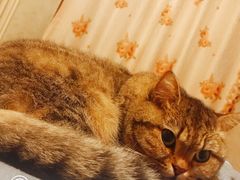 -芭比堂动物医院·犬猫全科·异宠专科(雁塔分院)