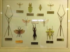 iphone_upload_pic-上海昆虫博物馆