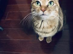 -芭比堂宠物医院·全科爱猫医院·仁德分院