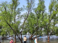 -宝安西湾红树林湿地公园