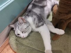 -猫小院猫主题餐厅(三里屯店)