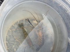 -DGE季风钓虾营地·团建·聚会