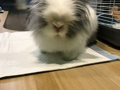 -雨林宠物医院 非犬猫异宠专科