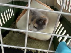 -佳雯宠物医院·皮肤科·内外科(春晓路分院)