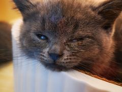 -momokira米努特·德文卷毛猫·棉花面纱犬