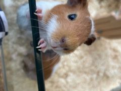 -怪兽屋·羊驼·猫咖·狗咖(俊华广场店)