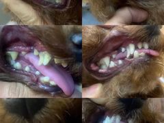 -爱宠屋pet shop·宠物洗澡·宠物美容