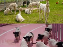 -渔岛海洋度假区