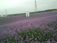 -紫颐香薰山谷景区