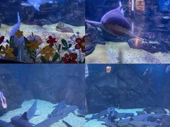 -烟台海昌鲸鲨海洋公园