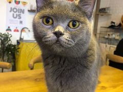 -平行世界·猫咖(首经贸店)