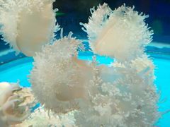 -芜湖新华联大白鲸海洋公园