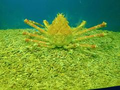 -青岛海底世界-水族馆