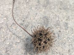 -同济大学(嘉定校区)