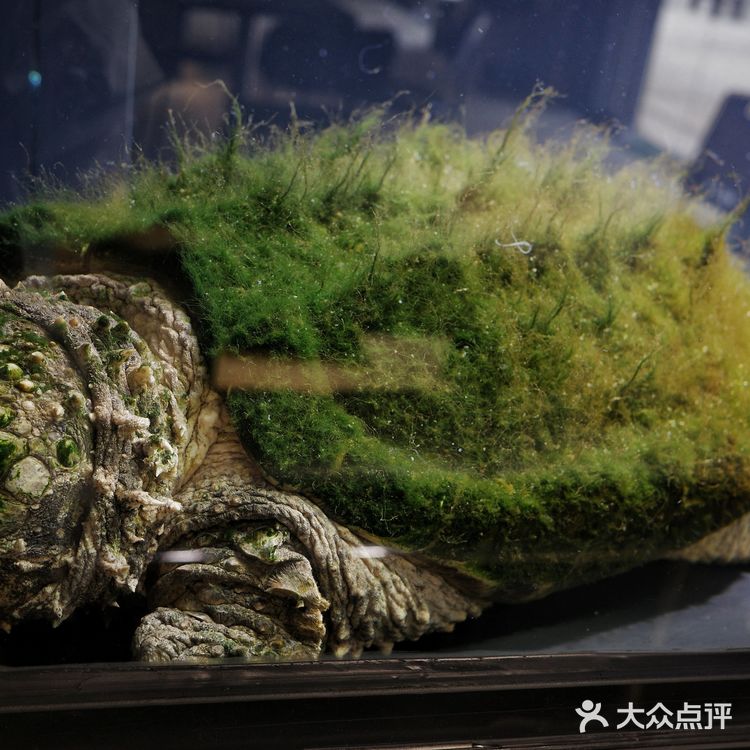 城市咖啡角落随性一刻🐢与保安室巨型龟的午后