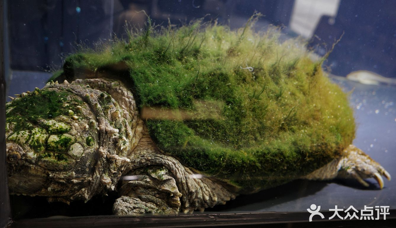 城市咖啡角落随性一刻🐢与保安室巨型龟的午后