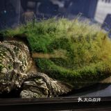 城市咖啡角落随性一刻🐢与保安室巨型龟的午后