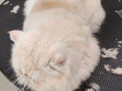 -当汪遇见喵宠物店