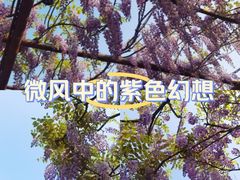 -嘉定紫藤园