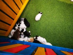 -萌宠亲子动物乐园(槐房万达店)