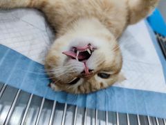 -荔康动物医院(康王北路店)