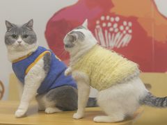 -柴迷FANS CLUB·柴犬狗咖·猫咖