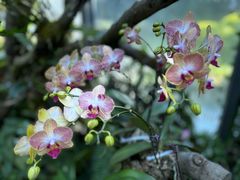 -东莞植物园