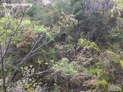 -王顺山国家森林公园