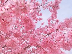 -绵阳盛世樱花悠乐谷