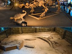-西峡恐龙遗迹园