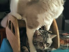 -达爱动物医院·犬猫分区·CT·复杂眼科(远洋山水分院)