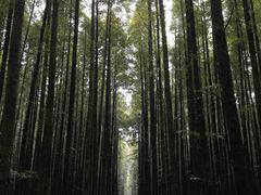-山王坪喀斯特国家生态公园