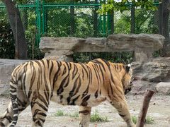 -上海野生动物园老虎餐厅