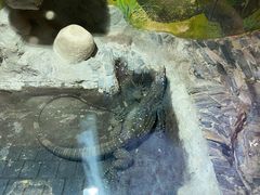 -上海大自然野生昆虫馆(东方明珠·爬宠昆虫探索中心)