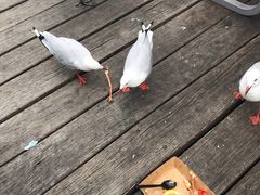 -悉尼鱼市场