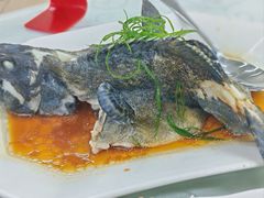 清蒸老虎斑-双月饭店·20年老字号(新村店)