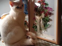 -北京观赏动物医院·24小时大型综合·猫专科·异宠专科
