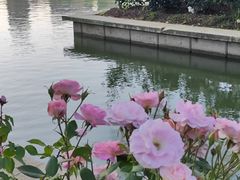 -青枫公园