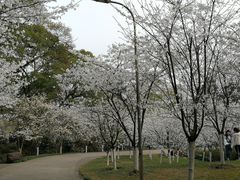 -南山植物园