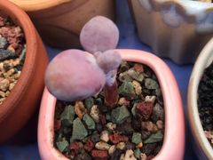 -素满香·素食自助餐(苏州·临顿路店)