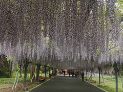 -东平国家森林公园