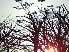 -芒洲湿地公园