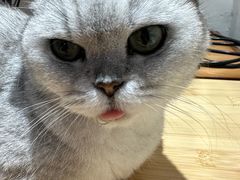 -李小姐の猫咖啡馆(五角场店)