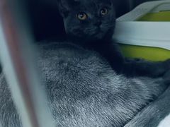 -萌兽医馆·宠物医院·猫骨科(创景店)