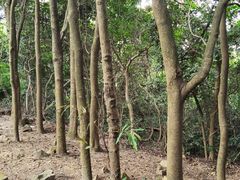 -东莞市大岭山森林公园