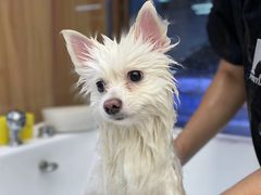 -FAELING PETS美天灵宠物(富力广场店)
