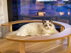 -momokira米努特·德文卷毛猫·棉花面纱犬