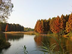 -溱湖国家湿地公园